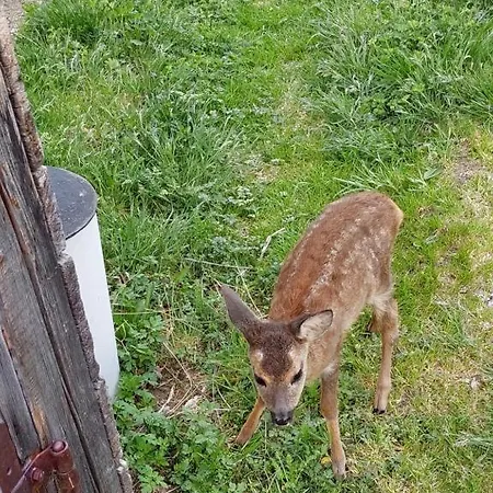 Almstube Fritz * Wald im Pinzgau